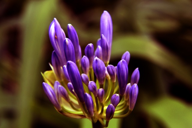 球文化发展 球文化发展